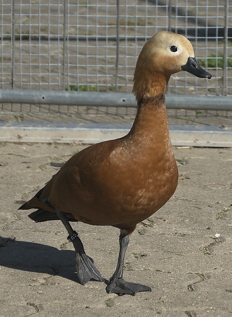 人才
